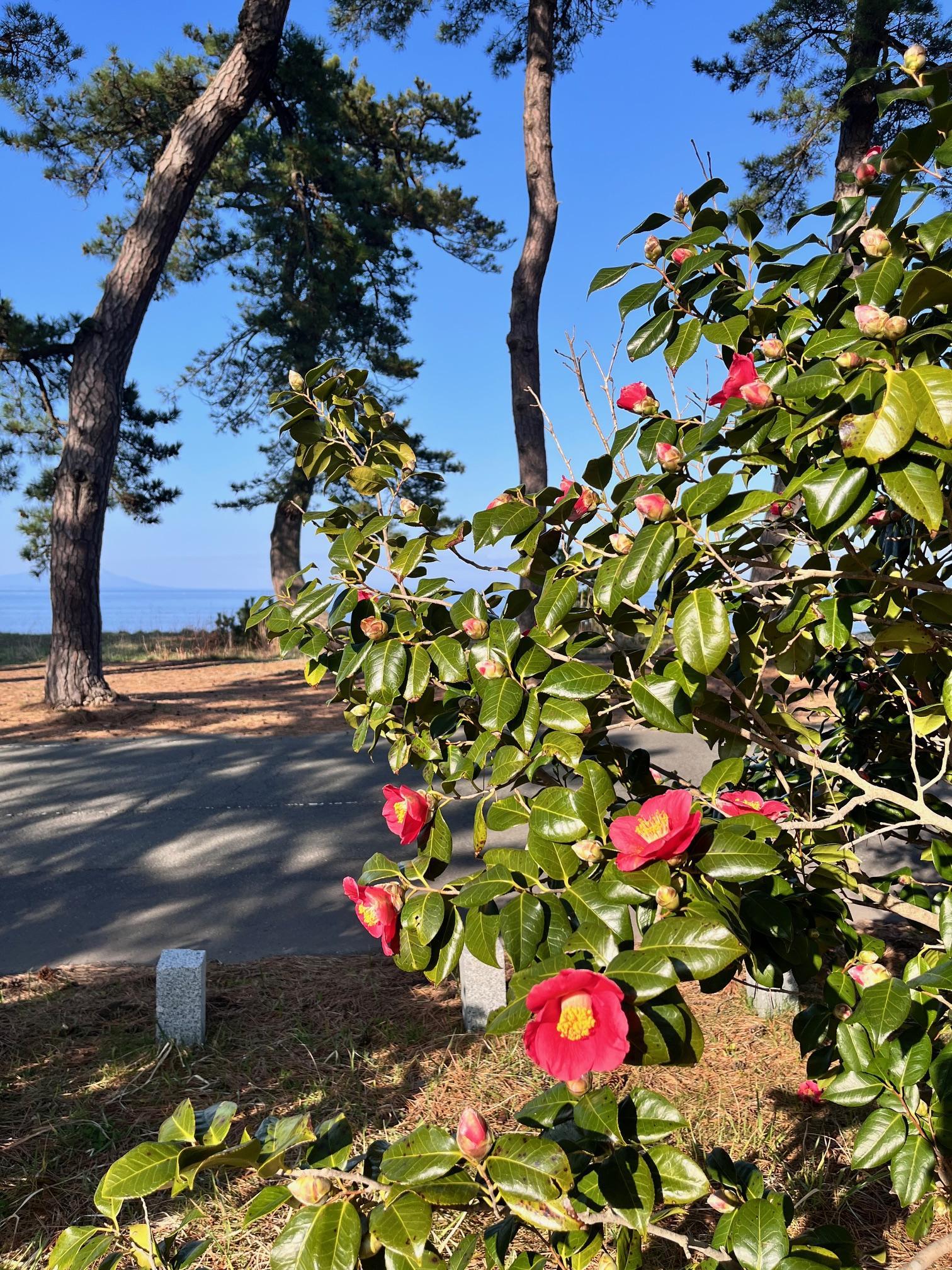 240415椿山.jpeg