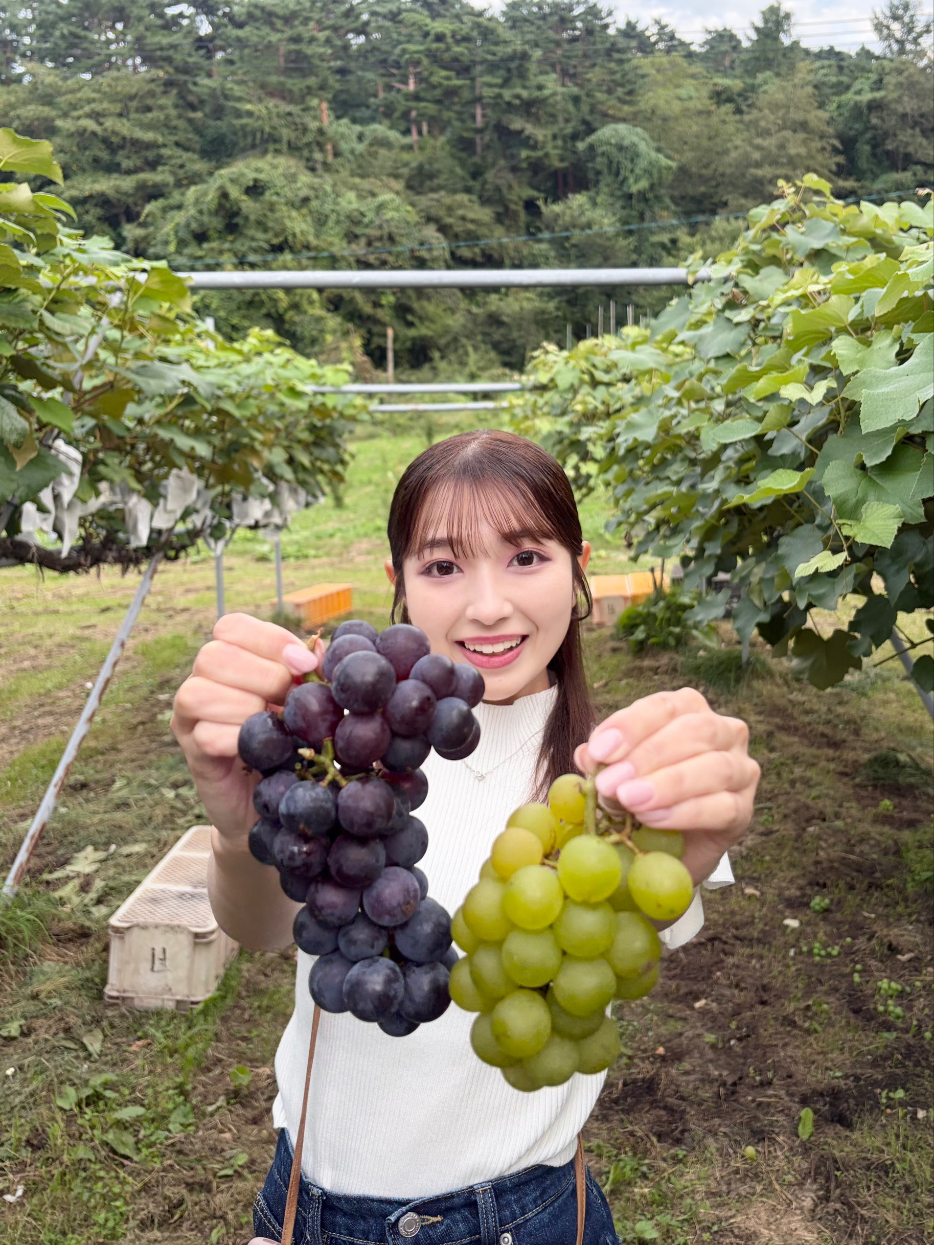 ぶどう
