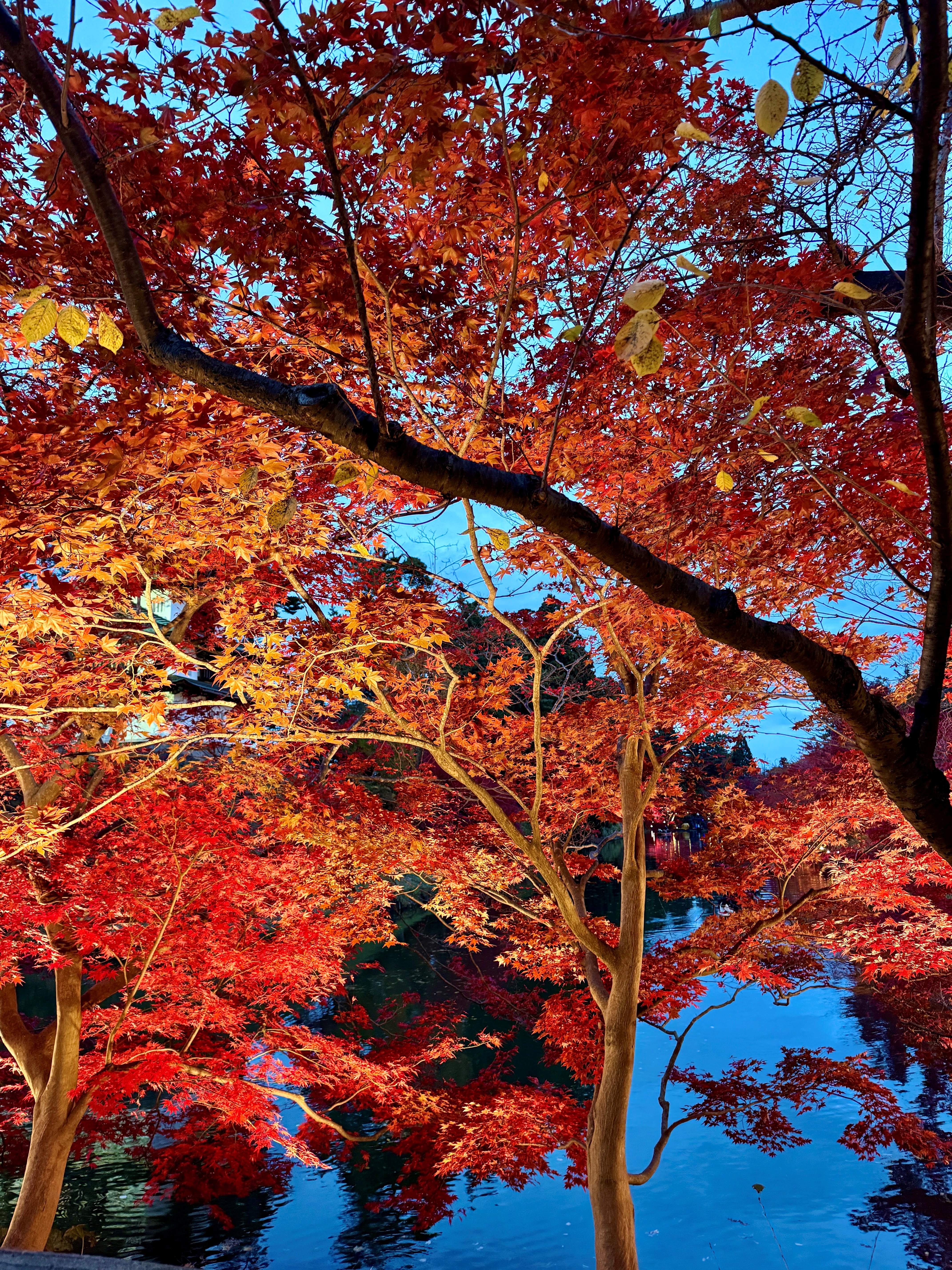 弘前城菊ともみじまつり２