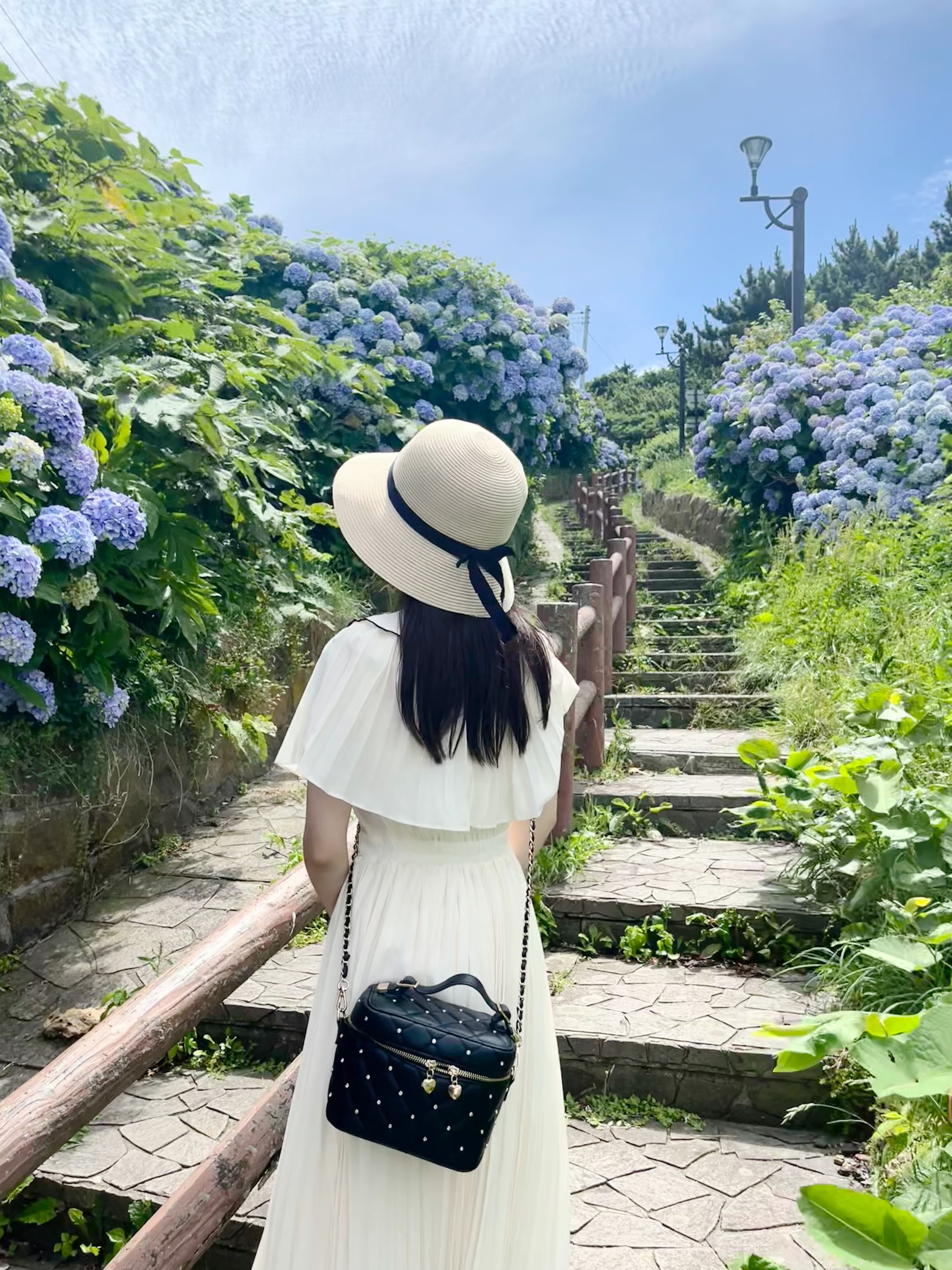紫陽花２