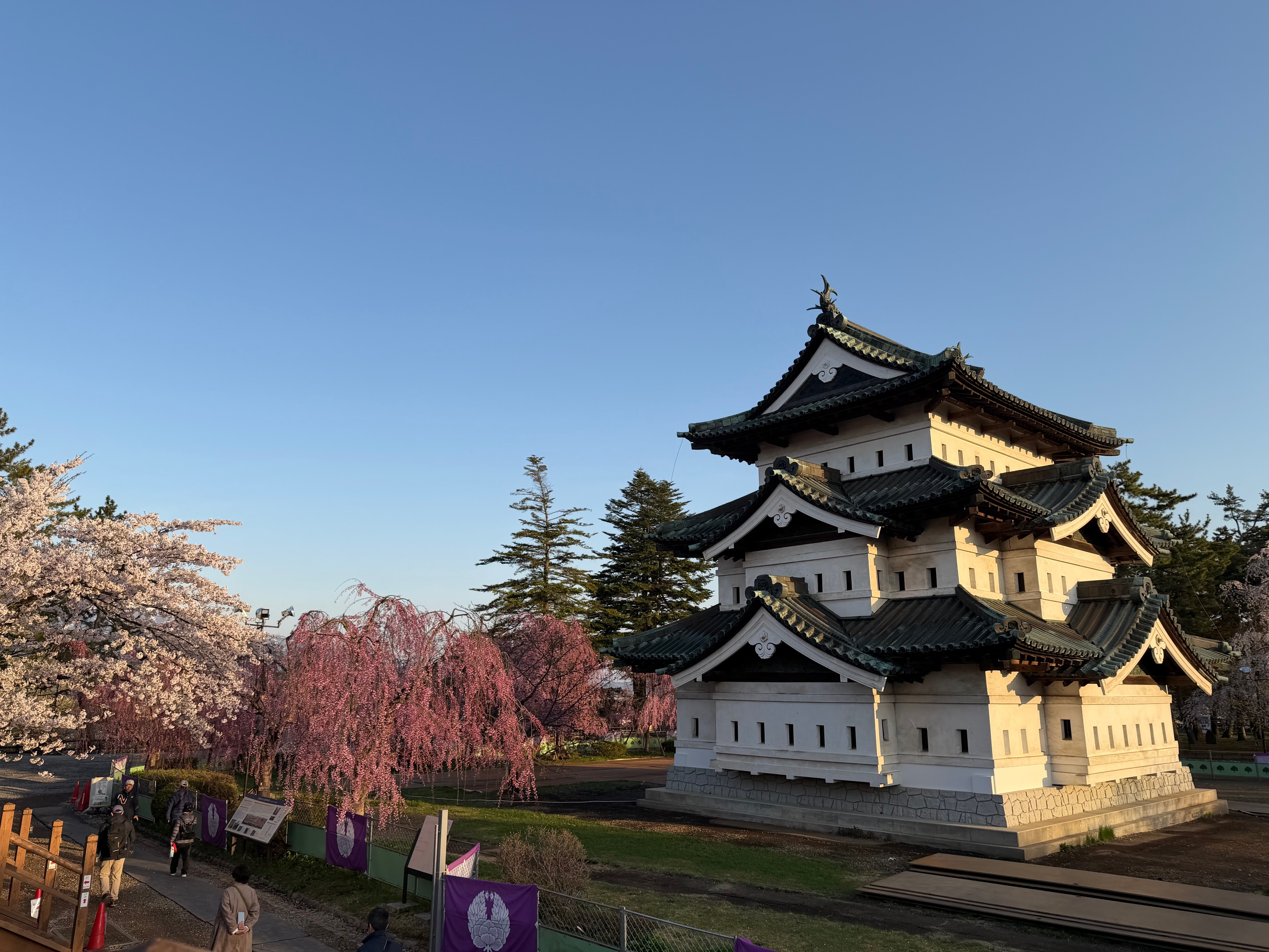 202604弘前城とさくら